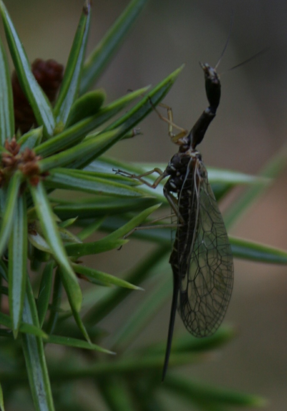 Raphidioptera - Ornatoraphidia flavilabris